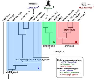 Phenoscape II tree view.jpg