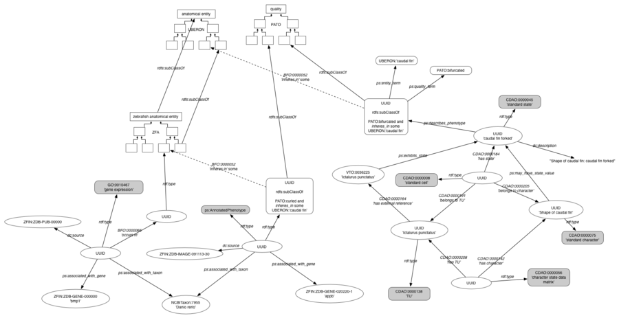 PhenoscapeKB-RDF-model.png