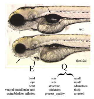 EAV4 layers flat2.png