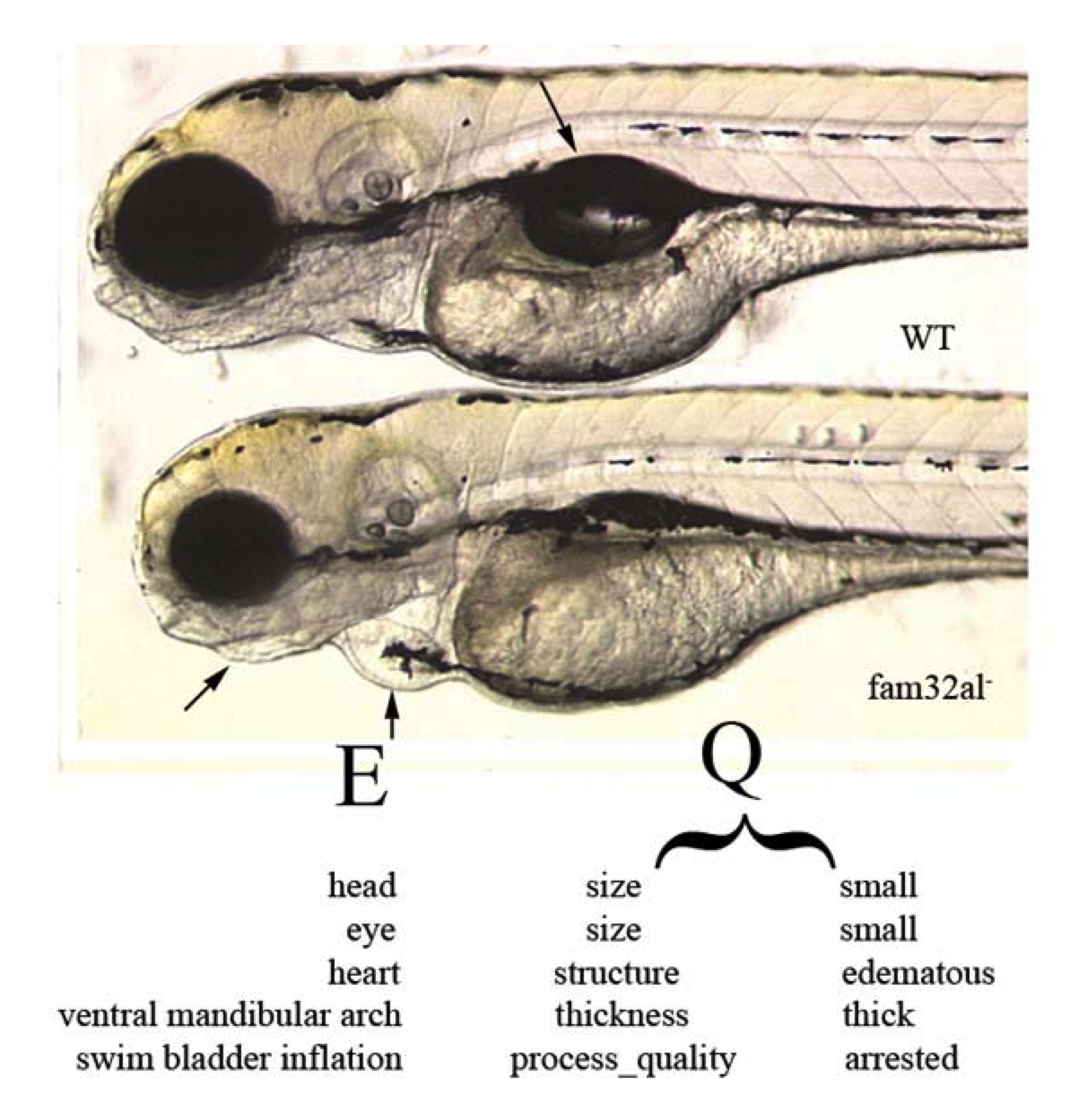 EAV4_layers_flat2.png