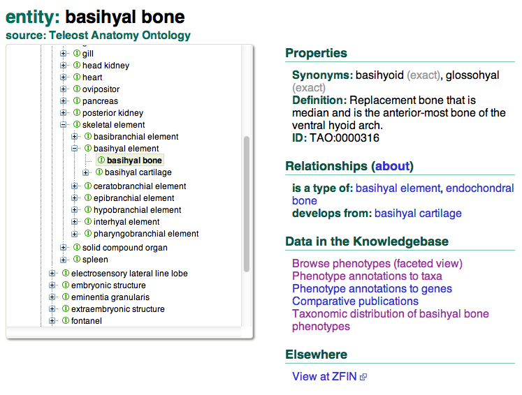 Term detail page for basihyal
bone.|left|350px