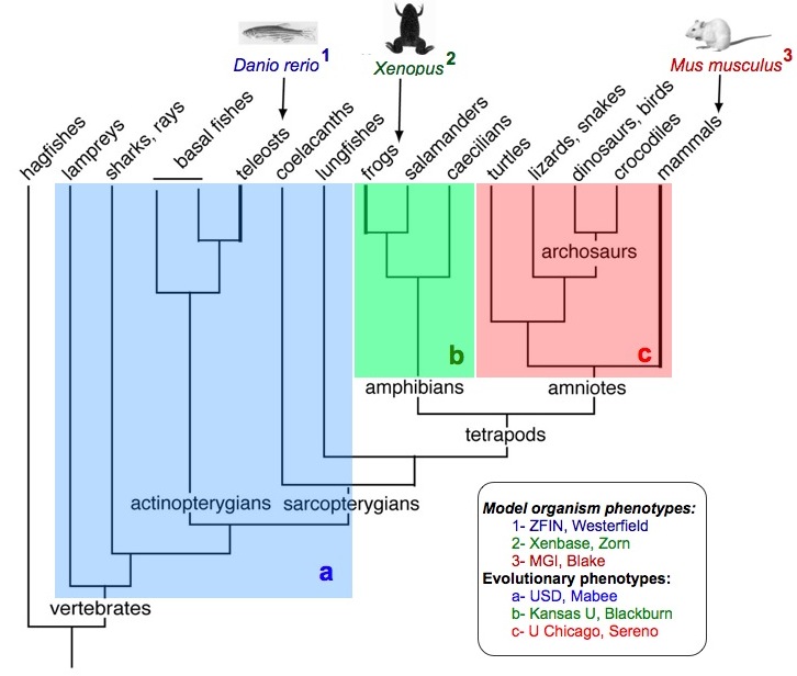 Phenoscape_II_tree_view.jpg